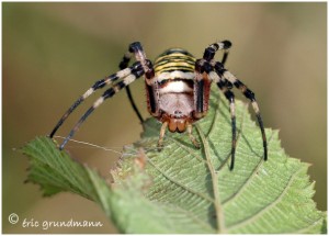 https://www.waibe.fr/sites/photoeg/medias/images/ARAIGNEES/argiope_3.jpg