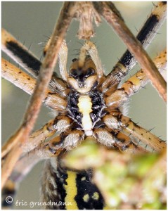 https://www.waibe.fr/sites/photoeg/medias/images/ARAIGNEES/argiope_8.jpg