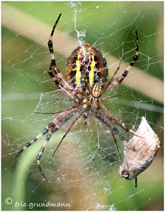 https://www.waibe.fr/sites/photoeg/medias/images/ARAIGNEES/argiope__male_01.jpg