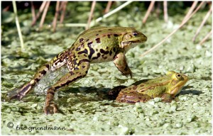 https://www.waibe.fr/sites/photoeg/medias/images/BATRACIENS/grenouille_119bS.jpg