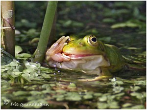 https://www.waibe.fr/sites/photoeg/medias/images/BATRACIENS/grenouille_131SC.jpg