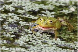 https://www.waibe.fr/sites/photoeg/medias/images/BATRACIENS/grenouille_20x30_020b.jpg