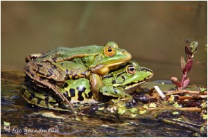 https://www.waibe.fr/sites/photoeg/medias/images/BATRACIENS/grenouille_20x30_09S.jpg