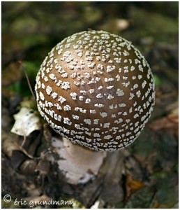 https://www.waibe.fr/sites/photoeg/medias/images/CHAMPIGNONS/amanite_01.jpg