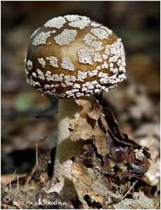 https://www.waibe.fr/sites/photoeg/medias/images/CHAMPIGNONS/amanite_panthere_01.jpg