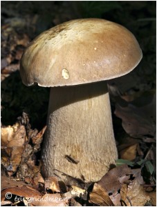 https://www.waibe.fr/sites/photoeg/medias/images/CHAMPIGNONS/cepes_3.jpg