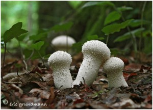 https://www.waibe.fr/sites/photoeg/medias/images/CHAMPIGNONS/champi_011.jpg