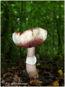 https://www.waibe.fr/sites/photoeg/medias/images/CHAMPIGNONS/champi_013.jpg