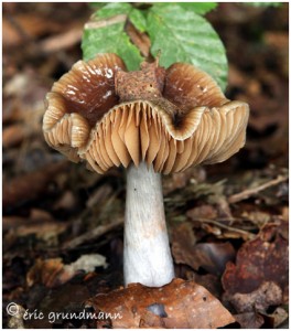 https://www.waibe.fr/sites/photoeg/medias/images/CHAMPIGNONS/champi_015.jpg