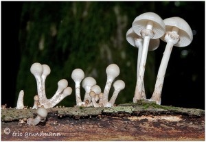 https://www.waibe.fr/sites/photoeg/medias/images/CHAMPIGNONS/champi_018.jpg