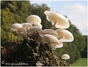 https://www.waibe.fr/sites/photoeg/medias/images/CHAMPIGNONS/champi_04c.jpg