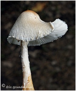 https://www.waibe.fr/sites/photoeg/medias/images/CHAMPIGNONS/champi_08.jpg