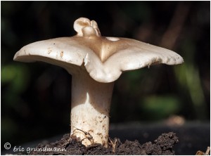 https://www.waibe.fr/sites/photoeg/medias/images/CHAMPIGNONS/champi_133.jpg