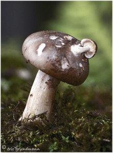 https://www.waibe.fr/sites/photoeg/medias/images/CHAMPIGNONS/champi_13x18-02.jpg