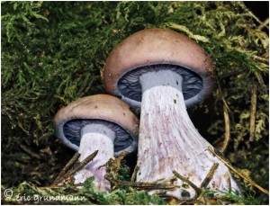 https://www.waibe.fr/sites/photoeg/medias/images/CHAMPIGNONS/champi_141f.jpg