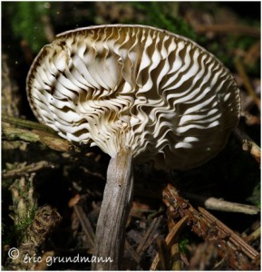 https://www.waibe.fr/sites/photoeg/medias/images/CHAMPIGNONS/champi_155.jpg