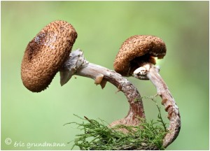 https://www.waibe.fr/sites/photoeg/medias/images/CHAMPIGNONS/champi_58.jpg