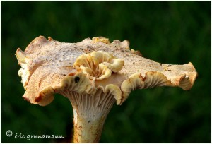 https://www.waibe.fr/sites/photoeg/medias/images/CHAMPIGNONS/champi_97.jpg