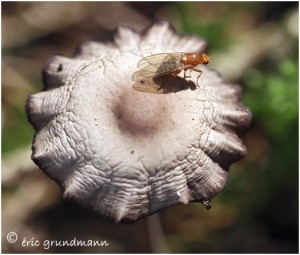 https://www.waibe.fr/sites/photoeg/medias/images/CHAMPIGNONS/champis_105.jpg