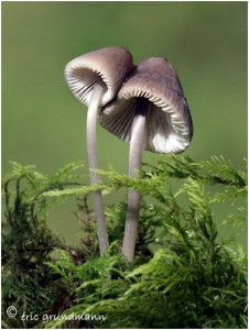 https://www.waibe.fr/sites/photoeg/medias/images/CHAMPIGNONS/champis_110.jpg