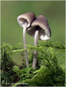 https://www.waibe.fr/sites/photoeg/medias/images/CHAMPIGNONS/champis_110.jpg