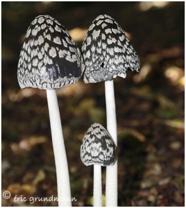 https://www.waibe.fr/sites/photoeg/medias/images/CHAMPIGNONS/coprins_3.jpg