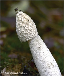 https://www.waibe.fr/sites/photoeg/medias/images/CHAMPIGNONS/phallus_2_bis.jpg