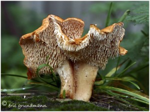 https://www.waibe.fr/sites/photoeg/medias/images/CHAMPIGNONS/pied_de_mouton.jpg