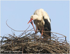 https://www.waibe.fr/sites/photoeg/medias/images/CIGOGNES/2013-cigogne__01C.jpg