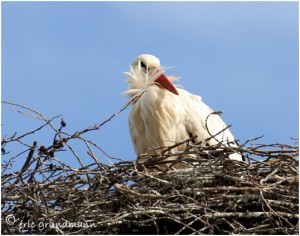 https://www.waibe.fr/sites/photoeg/medias/images/CIGOGNES/2013-cigogne__02.jpg