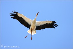 https://www.waibe.fr/sites/photoeg/medias/images/CIGOGNES/CIGOGNE.jpg