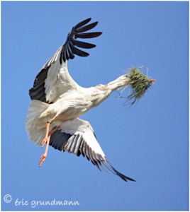 https://www.waibe.fr/sites/photoeg/medias/images/CIGOGNES/CIGOGNE_HR.jpg