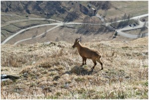 https://www.waibe.fr/sites/photoeg/medias/images/FAUNE_MONTAGNE/BOUC_017.jpg