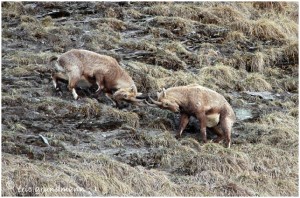 https://www.waibe.fr/sites/photoeg/medias/images/FAUNE_MONTAGNE/BOUC_01_B.jpg