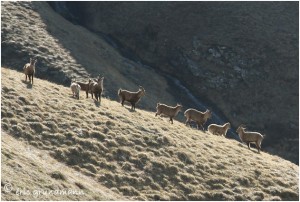 https://www.waibe.fr/sites/photoeg/medias/images/FAUNE_MONTAGNE/BOUC_02B.jpg