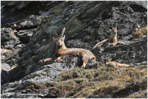 https://www.waibe.fr/sites/photoeg/medias/images/FAUNE_MONTAGNE/BOUC_05.jpg