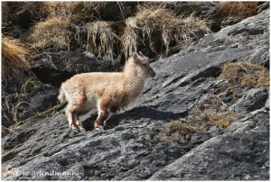 https://www.waibe.fr/sites/photoeg/medias/images/FAUNE_MONTAGNE/BOUC_08.jpg