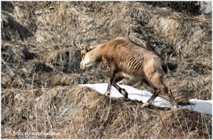 https://www.waibe.fr/sites/photoeg/medias/images/FAUNE_MONTAGNE/chamois_011.jpg