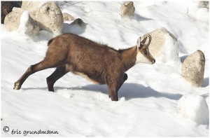 https://www.waibe.fr/sites/photoeg/medias/images/FAUNE_MONTAGNE/chamois_012.jpg