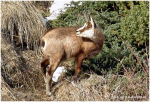 https://www.waibe.fr/sites/photoeg/medias/images/FAUNE_MONTAGNE/chamois_013b.jpg