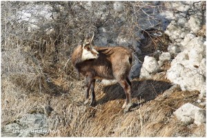 https://www.waibe.fr/sites/photoeg/medias/images/FAUNE_MONTAGNE/chamois_015.jpg