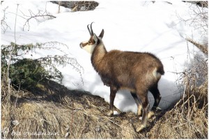 https://www.waibe.fr/sites/photoeg/medias/images/FAUNE_MONTAGNE/chamois_016.jpg