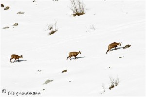 https://www.waibe.fr/sites/photoeg/medias/images/FAUNE_MONTAGNE/chamois_02b.jpg