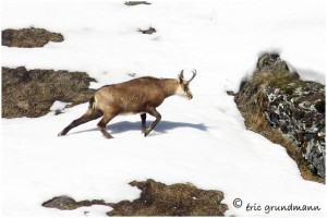 https://www.waibe.fr/sites/photoeg/medias/images/FAUNE_MONTAGNE/chamois_033.jpg