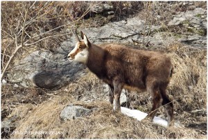 https://www.waibe.fr/sites/photoeg/medias/images/FAUNE_MONTAGNE/chamois_08b.jpg