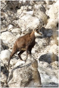 https://www.waibe.fr/sites/photoeg/medias/images/FAUNE_MONTAGNE/chamois_09.jpg