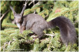 https://www.waibe.fr/sites/photoeg/medias/images/FAUNE_MONTAGNE/ecureuil_44c.jpg