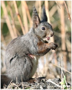 https://www.waibe.fr/sites/photoeg/medias/images/FAUNE_MONTAGNE/ecureuil_54.jpg