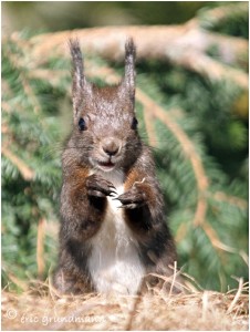 https://www.waibe.fr/sites/photoeg/medias/images/FAUNE_MONTAGNE/ecureuil_ea.jpg