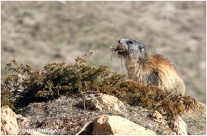 https://www.waibe.fr/sites/photoeg/medias/images/FAUNE_MONTAGNE/marmotte_100.jpg